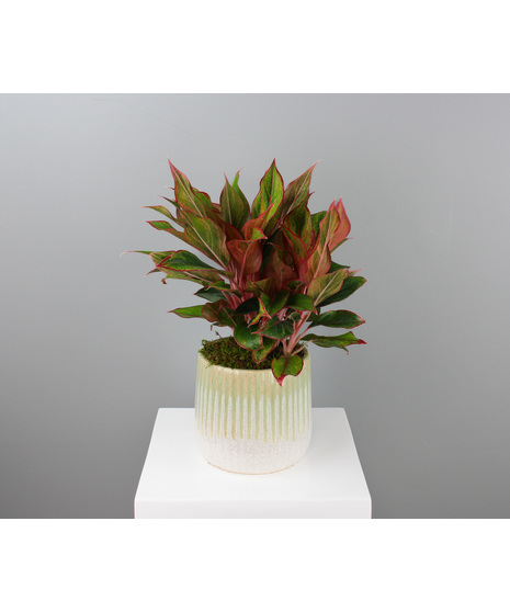 Botanica Blush Aglaonema -  Mint Ceramic Pot