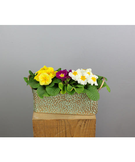 Primrose in Copper Container
