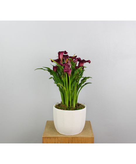 Calla Lily Elegance - 7.5