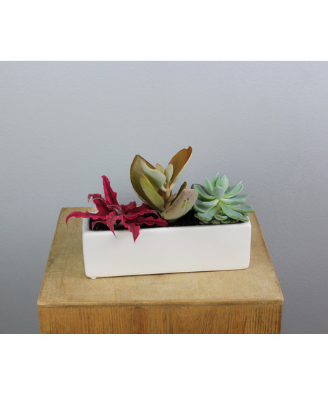 Mesa Succulent Trio - In White Ceramic