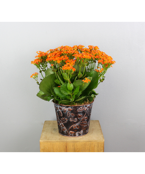 Autumnal Kalanchoe Tin