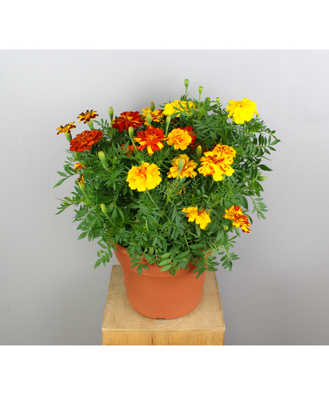 Marigold Meadow - Assorted Marigold Tub