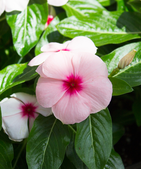 Vinca Titan™ Apricot