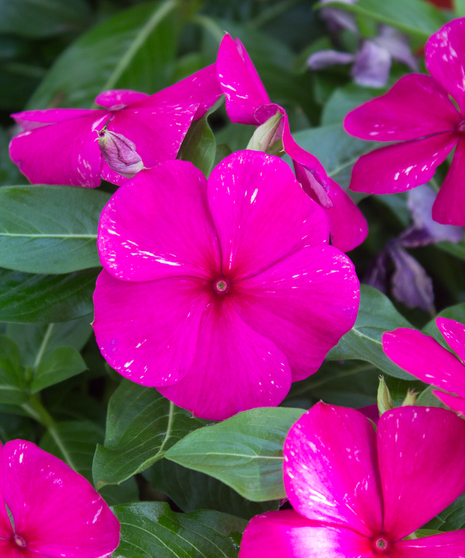 Vinca Titan™ Burgundy