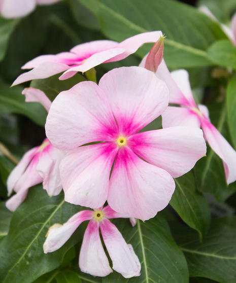 Vinca Titan™ Icy Pink