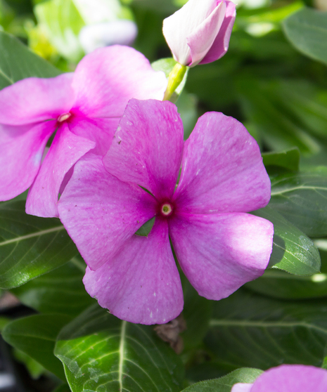 Vinca Titan™ Lilac