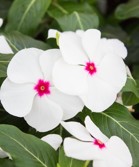 Vinca Titan™ Polka Dot