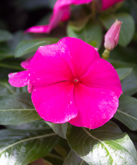 Vinca Titan™ Punch