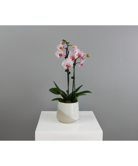 Pearl Orchid - Mini Orchid in White Ceramic Container