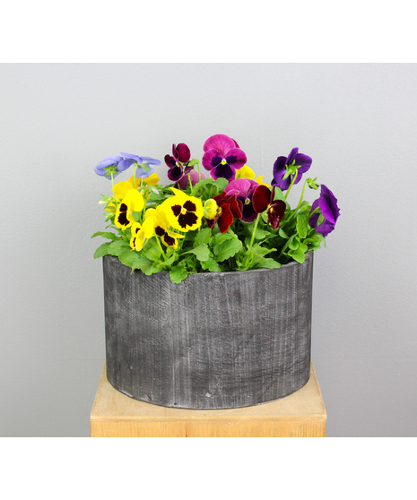 Woodland Pansies - Pansies in a Wooden Pot