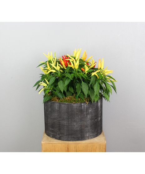 Autumn Spice - Ornamental Peppers in a Wooden Pot