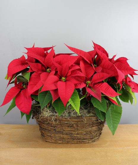Double Poinsettia Basket