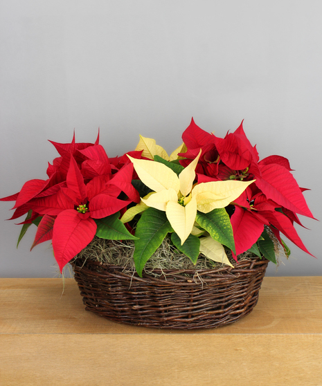 Plants, Wreaths & Evergreens