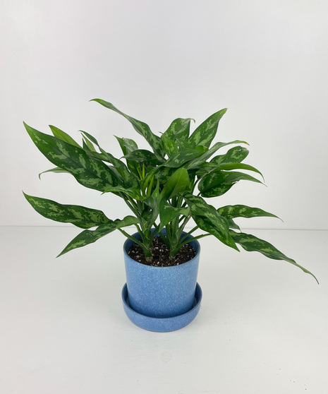 Green House Plants