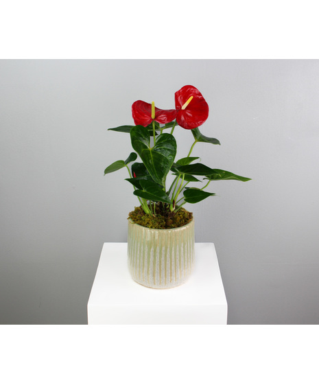The Royal Ruby Anthurium is a striking tropical plant characterized by its glossy, deep green leaves and vibrant red flowers resembling delicate hearts.