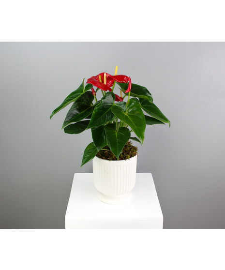 Anthurium Grace  - In a White Ceramic Pot