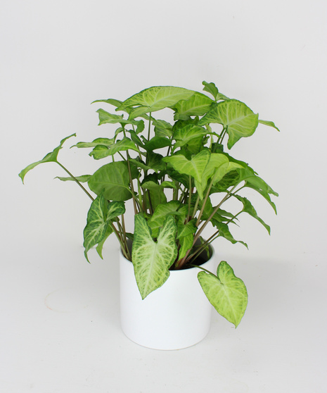 Syngonium in Ceramic Pot