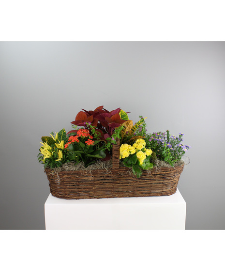 Blooming Plants