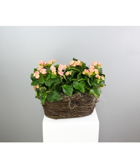 Begonia Charm - Two Rieger Begonias in a Basket