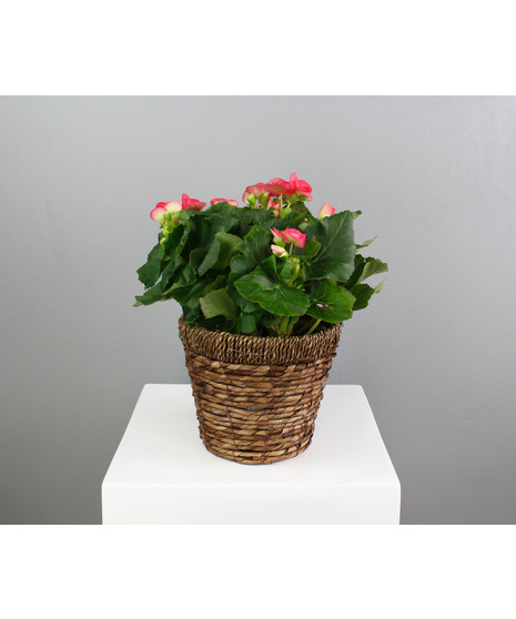 The 6-inch Rieger Begonia in a basket is a delightful and versatile gift suitable for any occasion. 