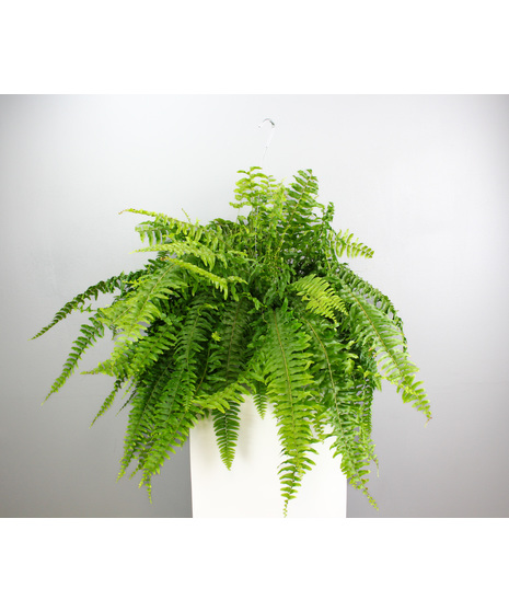 Introducing the Boston Fern Hanging Basket, a classic botanical delight that brings timeless elegance to any space.