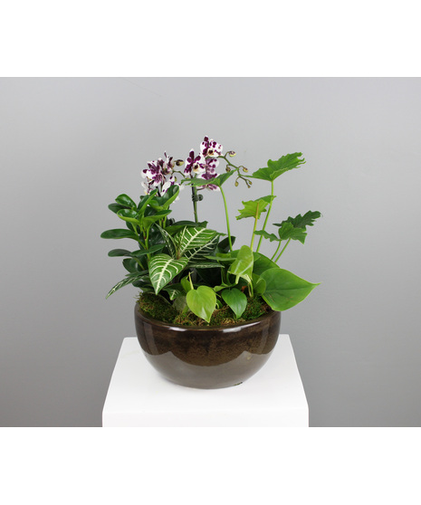 Bring a touch of the tropics indoors with the Island Glow Garden—a lush, vibrant arrangement that captures the warmth and beauty of an island escape.