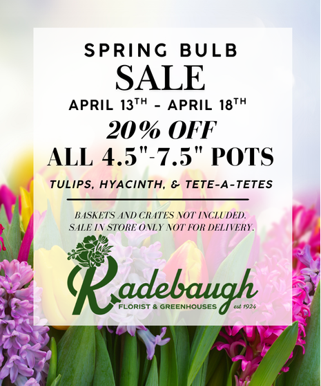 Refresh your space with the beauty and fragrance of spring during our Spring Bulb Sale at Radebaugh Florist & Greenhouses!