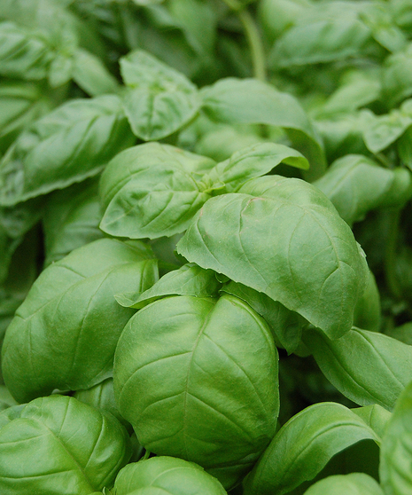 Sweet Basil