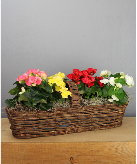Rieger Begonia Canoe Basket