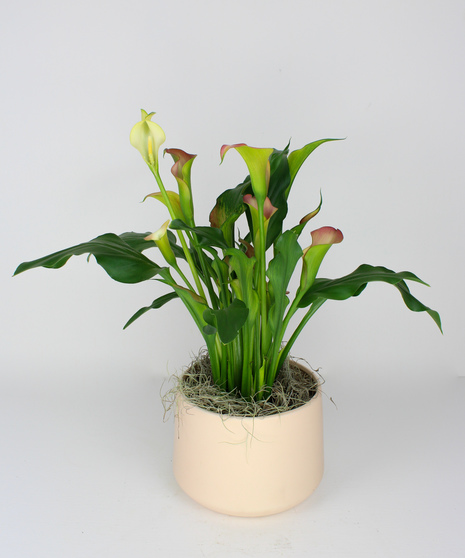Calla Lily in Ceramic Pot