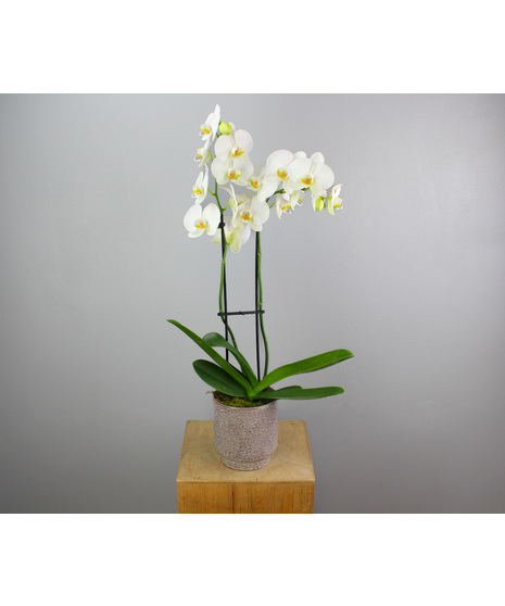Smoky Quartz Orchid - Double Orchid in a Ceramic Pot