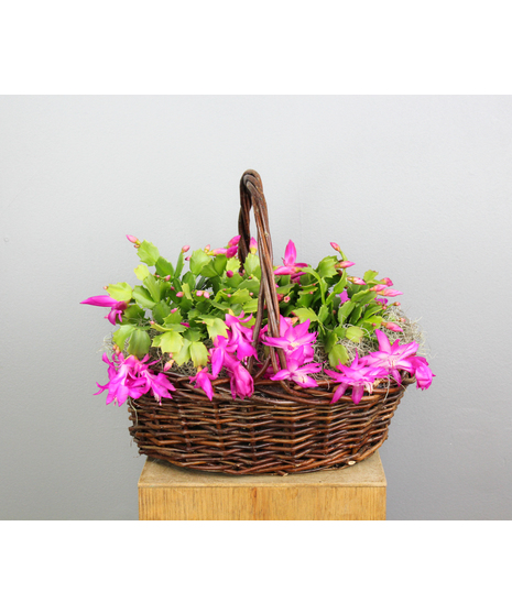 Christmas Cheer Cactus Basket