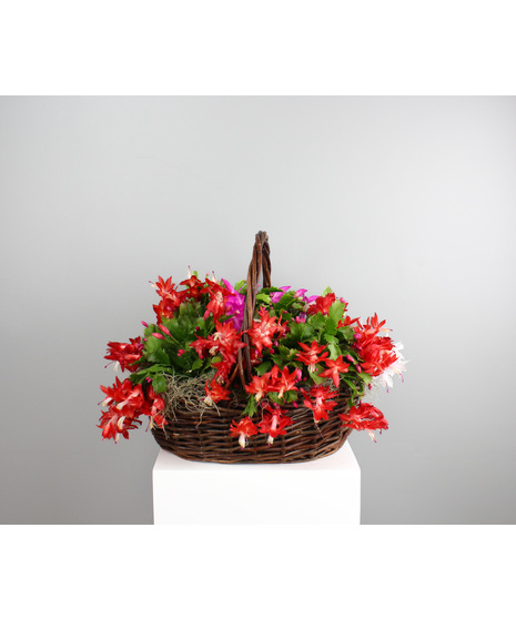 Christmas Cheer Cactus Basket