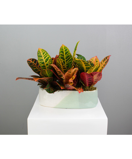 Croton Horizon is a striking display of color and texture, featuring three vibrant croton plants nestled in a sleek long ceramic pot