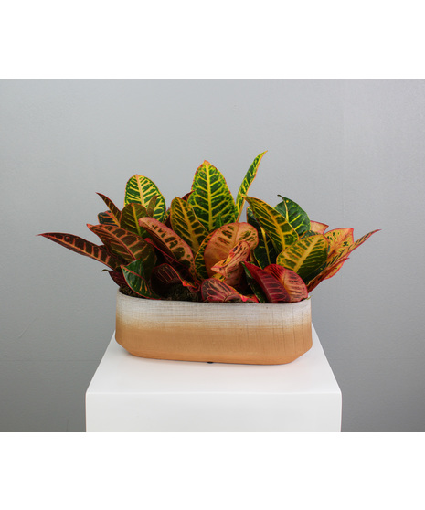 Croton Horizon - Three Croton Plants in a Ceramic Pot