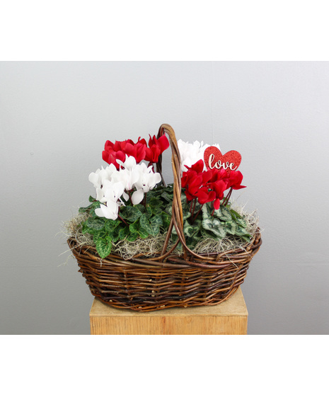 Cyclamen Basket