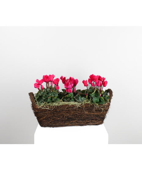 Cyclamen Delight is a lovely trio of charm and color, featuring three 4-inch cyclamen plants beautifully arranged in a warm brown basket.