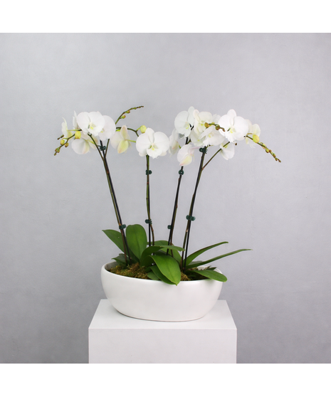 Opulent Orchids - Two Phalaenopsis Orchids In an Oval Pot
