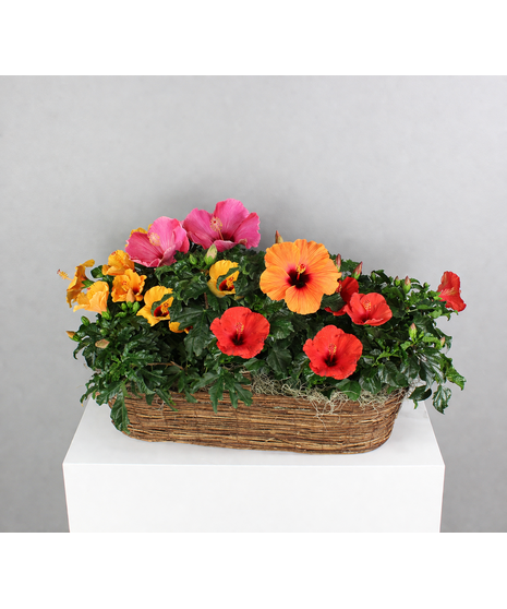 Step into paradise with our Tropical Breeze canoe basket, a vibrant display of assorted hibiscus plants that will transport you to a lush tropical oasis.