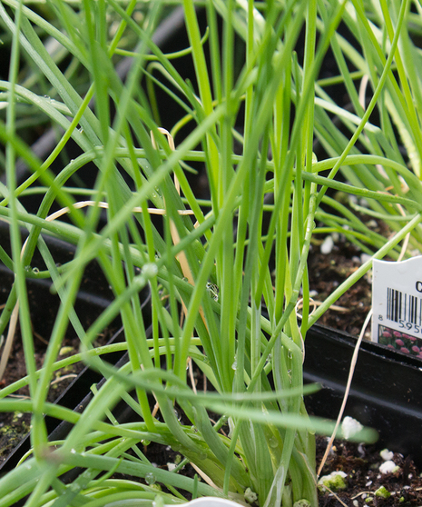 Chives
