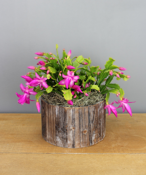 Christmas Cactus in Wooden Container