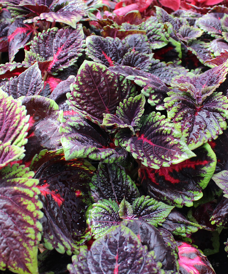 Coleus - French Quarter