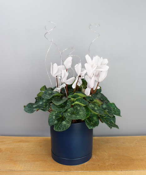 White Cyclamen in Dark Blue Ceramic Pot