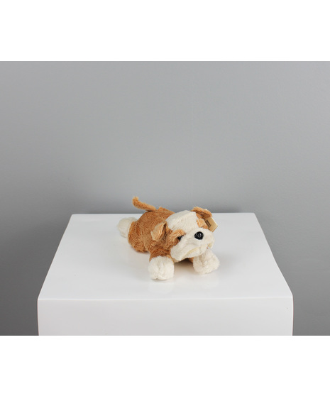 Say hello to Marco the Bulldog, an 8