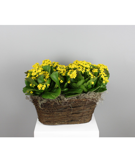 Kalanchoe Joy Basket - Two Kalanchoes in a Basket