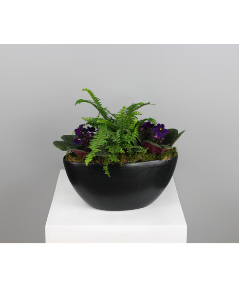 Velvet Violets & Fern - in a black ceramic pot