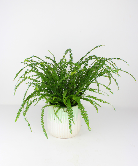 Fern, Green Plants, Plant In Ceramic Pot