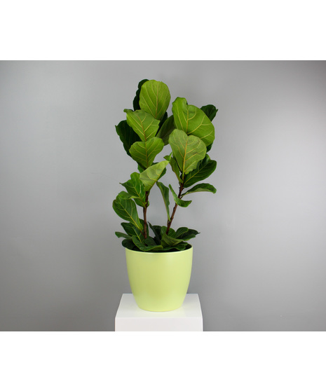The Modern Fig - Fiddle Leaf Fig