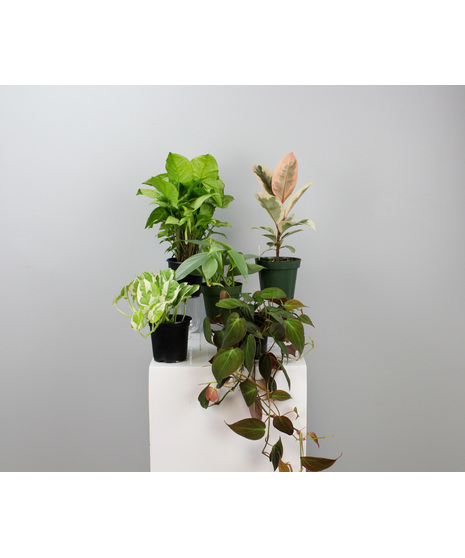 Green Plants