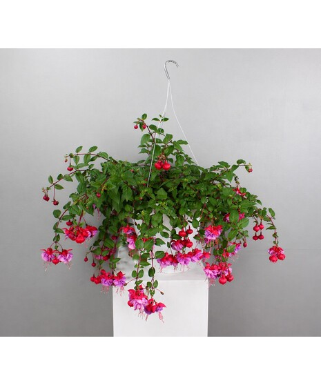 Fuchsia Hanging Basket